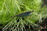 Caridina Babaulti